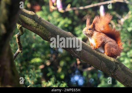 Ein Eichhörnchen sitzt in der Sonne auf einem Baum in Köln NRW . Die Eichhörnchen Sciurus sind eine Gattung der Baumhörnchen Sciurini innerhalb der Familie der Hörnchen Sciuridae . Eichhörnchen *** Uno scoiattolo siede al sole su un albero a Colonia NRW gli scoiattoli Sciurus sono un genere di scoiattoli di alberi Sciurini all'interno della famiglia degli scoiattoli Sciuridae Foto Stock