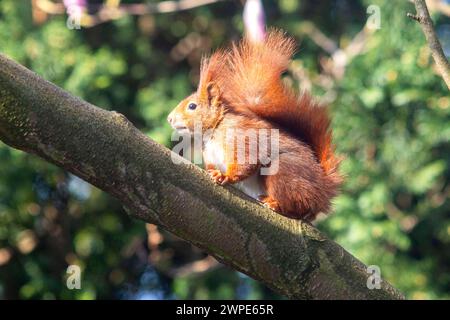 Ein Eichhörnchen sitzt in der Sonne auf einem Baum in Köln NRW . Die Eichhörnchen Sciurus sind eine Gattung der Baumhörnchen Sciurini innerhalb der Familie der Hörnchen Sciuridae . Eichhörnchen *** Uno scoiattolo siede al sole su un albero a Colonia NRW gli scoiattoli Sciurus sono un genere di scoiattoli di alberi Sciurini all'interno della famiglia degli scoiattoli Sciuridae Foto Stock