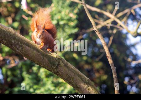 Ein Eichhörnchen sitzt in der Sonne auf einem Baum in Köln NRW . Die Eichhörnchen Sciurus sind eine Gattung der Baumhörnchen Sciurini innerhalb der Familie der Hörnchen Sciuridae . Eichhörnchen *** Uno scoiattolo siede al sole su un albero a Colonia NRW gli scoiattoli Sciurus sono un genere di scoiattoli di alberi Sciurini all'interno della famiglia degli scoiattoli Sciuridae Foto Stock