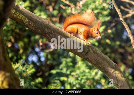 Ein Eichhörnchen sitzt in der Sonne auf einem Baum in Köln NRW . Die Eichhörnchen Sciurus sind eine Gattung der Baumhörnchen Sciurini innerhalb der Familie der Hörnchen Sciuridae . Eichhörnchen *** Uno scoiattolo siede al sole su un albero a Colonia NRW gli scoiattoli Sciurus sono un genere di scoiattoli di alberi Sciurini all'interno della famiglia degli scoiattoli Sciuridae Foto Stock