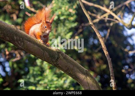 Ein Eichhörnchen sitzt in der Sonne auf einem Baum in Köln NRW . Die Eichhörnchen Sciurus sind eine Gattung der Baumhörnchen Sciurini innerhalb der Familie der Hörnchen Sciuridae . Eichhörnchen *** Uno scoiattolo siede al sole su un albero a Colonia NRW gli scoiattoli Sciurus sono un genere di scoiattoli di alberi Sciurini all'interno della famiglia degli scoiattoli Sciuridae Foto Stock