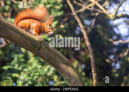 Ein Eichhörnchen sitzt in der Sonne auf einem Baum in Köln NRW . Die Eichhörnchen Sciurus sind eine Gattung der Baumhörnchen Sciurini innerhalb der Familie der Hörnchen Sciuridae . Eichhörnchen *** Uno scoiattolo siede al sole su un albero a Colonia NRW gli scoiattoli Sciurus sono un genere di scoiattoli di alberi Sciurini all'interno della famiglia degli scoiattoli Sciuridae Foto Stock