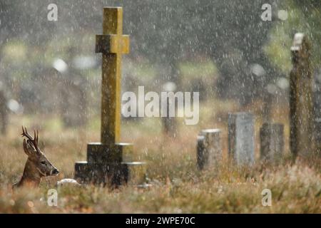 Roe buck riposa in un cimitero durante una pesante discesa Foto Stock