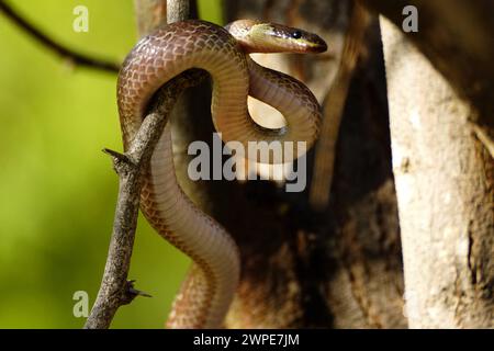 Ajmer, India. 6 marzo 2024. Serpente lupo comune (Lycodon capucinus) visto appeso ad un albero all'interno di un giardino ad Ajmer, India, il 6 marzo 2024. Foto di ABACAPRESS.COM credito: Abaca Press/Alamy Live News Foto Stock