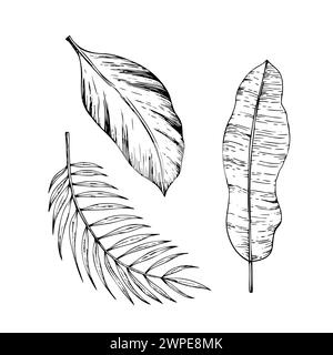 Illustrazioni di banane tropicali vettoriali tropicali e foglie di palma su sfondo isolato. Bellissimo elemento esotico lineare dipinto a mano con una bella vegetazione. Per desi Illustrazione Vettoriale
