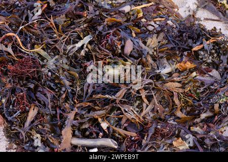 Banca di varie alghe marine su Ganavan Sands presso Oban. Scozia Foto Stock