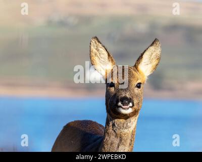 A Roe Deer; Capreolus capreolus a Islay, Scozia, Regno Unito. Foto Stock