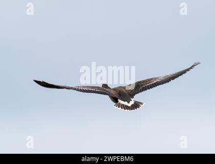 Groenlandia White Fronted Goose, Anser albifrons flavirostris a Islay, Scozia, Regno Unito. Foto Stock