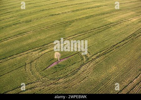 Campi aerei di grano vicino a Wallumbilla Queensland Australia Foto Stock