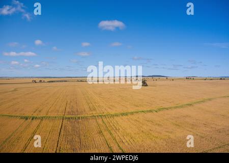 Campi di grano antenna di raccolto quasi pronti per la raccolta Muckadilla Queensland Australia Foto Stock