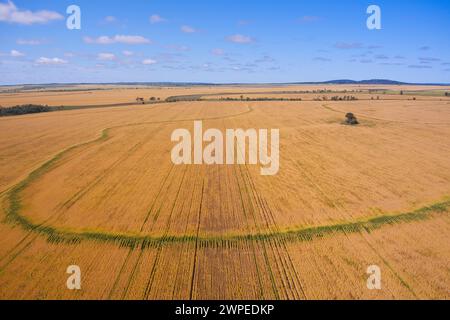 Aerea di campi di grano quasi pronti per la raccolta di Muckadilla Queensland Australia Foto Stock