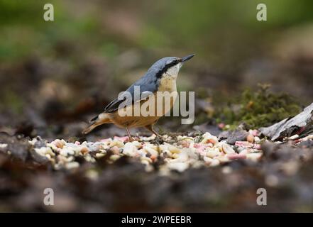 Nuthatch da terra prima del decollo Foto Stock