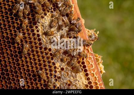 Cornici di un alveare appena preso da alveare con miele dolce. Api affollate sul nido d'ape giallo con celle aperte e sigillate per il miele dolce. Miele di api Foto Stock