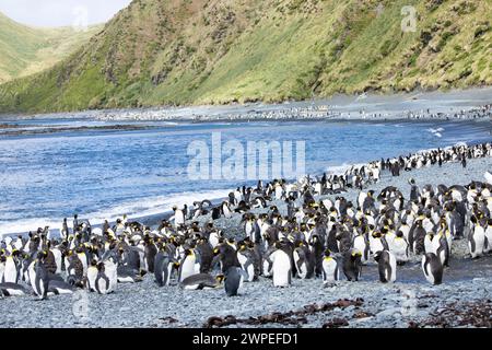 Pinguini reali (Aptenodytes patagonicus) e pinguini reali (Eudyptes schlegeli) si mescolarono sulla spiaggia dell'isola Macquarie in Australia Foto Stock