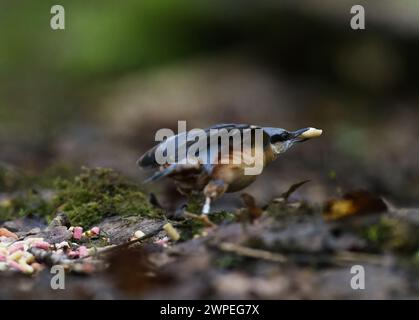 Nuthatch decolla dal cibo da terra Foto Stock