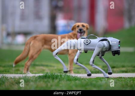 Il cane robot di proprietà di Milan Rajcevic, proprietario e direttore dell'azienda Notum Robotics ha attraversato il parco del Dr. Franjo Tudjman a Velika Gorica. I passanti e i loro cani erano ugualmente interessati al robot. Il cane robot è un prodotto commerciale che è fatto su ordinazione, e ciò che è interessante e unico in esso sono le soluzioni software. Il punto è che tale piattaforma sia autonoma, senza intervento umano e con manutenzione minima, per svolgere compiti secondo il suo programma, per navigare in circostanze sconosciute, su terreni sconosciuti. Le applicazioni sono illimitate, dall'ap di sicurezza Foto Stock