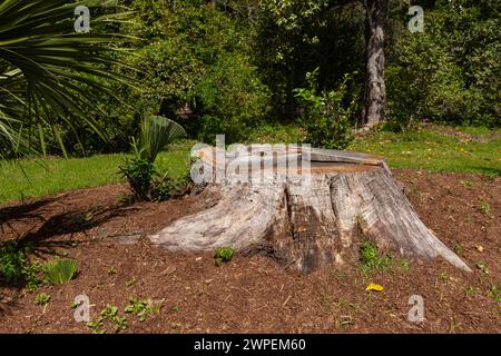 Ceppo sull'erba verde in giardino. Vecchio ceppo di alberi nel parco. Foto Stock