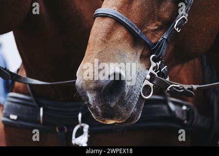 Primo piano sulle narici di un cavallo bruno con le sue attrezzature di trazione Foto Stock