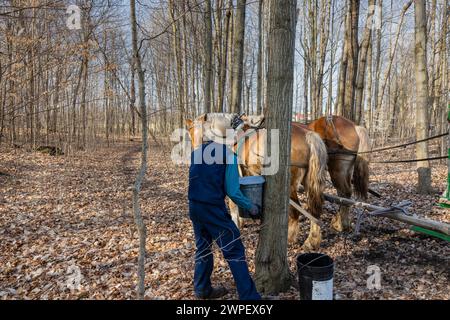 Giovane uomo che raccoglie linfa d'acero dai secchi di una fattoria Amish nel Michigan, Stati Uniti Foto Stock