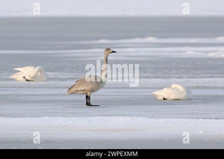 giovanile... Bewick's Swan (Cygnus bewickii) su un lago ghiacciato, fauna selvatica, Paesi Bassi, Europa. Foto Stock