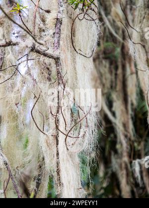 Lichene barbuto (usnea longissimaim) nei Monti Rwenzori. Può essere visto sul Kilembe Trail. Foto Stock