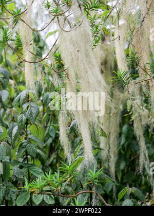 Lichene barbuto (usnea longissimaim) nei Monti Rwenzori. Può essere visto sul Kilembe Trail. Foto Stock