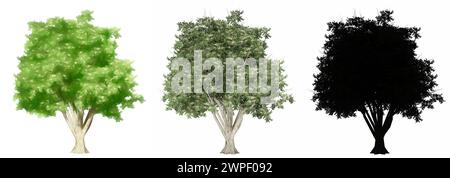 Set o collezione di alberi di Pagoda giapponesi, dipinti, naturali e con silhouette nera su sfondo bianco. Illustrazione concettuale o concettuale 3d per Foto Stock