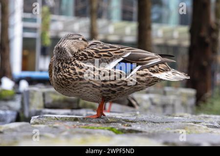 Maschio Mallard o anatra selvatica (Anas platyrhynchos), che riposa a terra in ambiente urbano, spianatura, Regno Unito Foto Stock