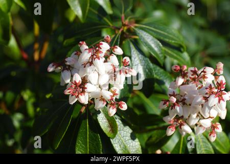 Primo piano fiori bianchi di Pieris (Pieris japonica). Heath, famiglia heather (Ericaceae). Fioritura in primavera. March, Paesi Bassi Foto Stock