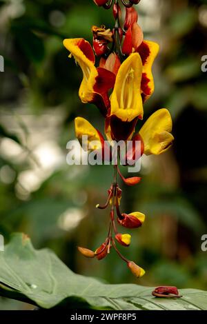 La Thunbergia mysorensis, chiamata anche Mysore trompetvine o vite dell'orologio indiano, è una specie di pianta in fiore della famiglia delle Acanthaceae. Foto Stock