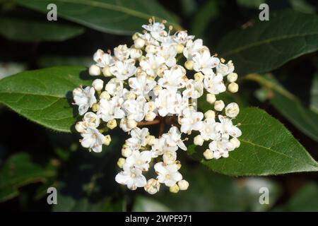 Primo piano fiori bianchi di Laurustinus o laurustine (Viburnum tinus). Primavera, Paesi Bassi, marzo Foto Stock