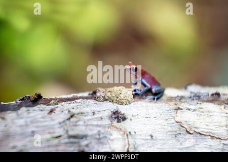 Bella rana veleno di fragole rosse e blu (Oophaga pumilio), Blue jeans dardi rana nel suo habitat naturale, Bocas del Toro, Panama Foto Stock