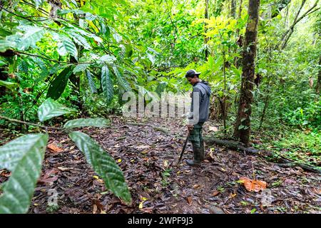 Uomo del posto, guida turistica, alla ricerca di rane velenose panamense nella lussureggiante foresta pluviale tropicale dell'isola Cristobal a Bocas del Toro, Panama Foto Stock