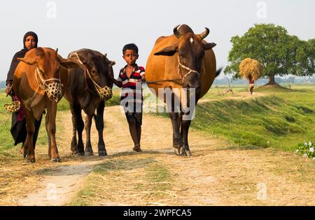 6 luglio 2023, Nabinagar, stile di vita quotidiano popolo di strada del bangladesh, scena rurale con mucche in brahmanbaria, Bangladesh Foto Stock