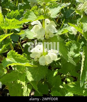 Taubnessel, Weisse, ist eine wichtige Heil- und Medizinalpflanze und mit weissen Blueten. L'ortica morta, bianca, è un medicinale importante e medicinale Foto Stock