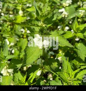 Taubnessel, Weisse, ist eine wichtige Heil- und Medizinalpflanze und mit weissen Blueten. L'ortica morta, bianca, è un medicinale importante e medicinale Foto Stock