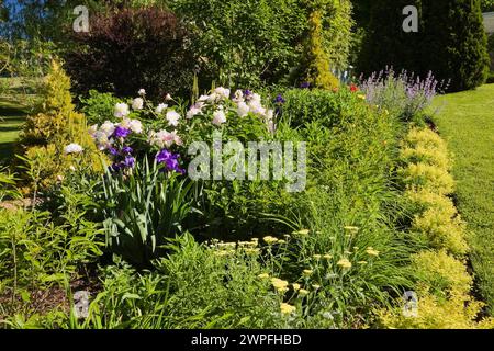 Spiraea japonica "Gold Flame" - arbusti di Spirea, Pereonia rosa - Peonia, Achillea millefolium giallo - fiori di freccia al confine nel giardino del cortile. Foto Stock