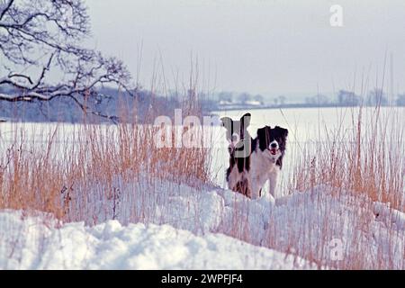 Due collie di confine sulla neve nel 1978, Colkirk, Norfolk Foto Stock