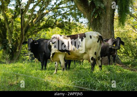 tre mucche in un paddock sotto due grandi alberi. mucche senza corna, una bianca con macchie e due mucche nere. Foto Stock