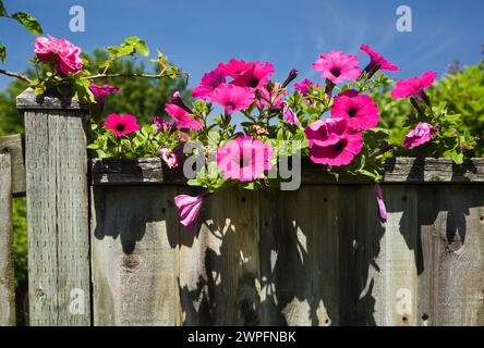 Petunia x hybrida fiori «Purple Wave» su una vecchia recinzione in legno nel giardino di campagna in primavera. Foto Stock