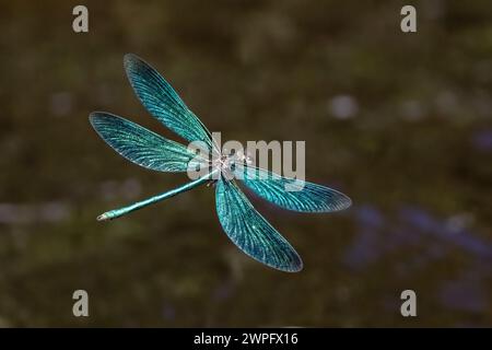 damigella ad ala larga Foto Stock