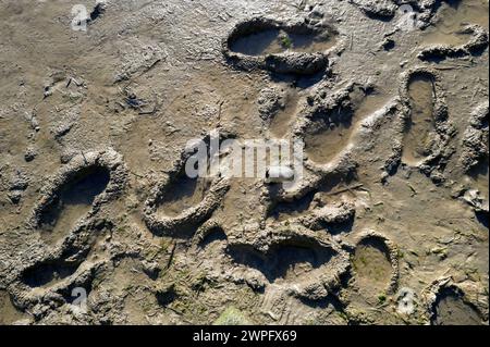 Riprese a colori con impronte di luce solare forti nel fango. Estuario della bassa marea, Shoreham, costa meridionale dell'Inghilterra Foto Stock