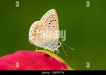 Primo piano su una comune farfalla blu che poggia su un fiore di peonia su uno sfondo verde liscio con spazio di copia Foto Stock