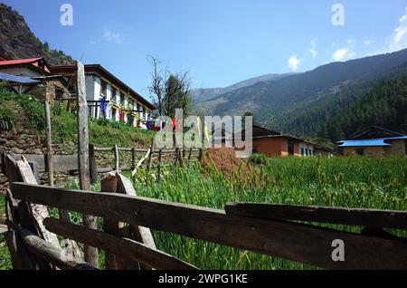 Vecchia recinzione in legno lungo il campo di grano nel villaggio di Junbesi sherpa, Solukhumbu, regione dell'Everest, Nepal Foto Stock