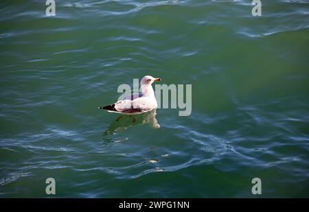 Giovane gabbiano galleggiante nell'acqua della laguna veneziana sul Canale della Giudecca a Venezia Foto Stock