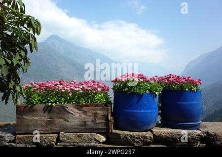 Fiori di margherita rosa (Bellis perennis) in vaso da fiori di botte di plastica usata, Solukhumbu, Everest Region, Nepal Foto Stock