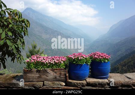 Fiori di margherita rosa (Bellis perennis) in vaso da fiori di botte di plastica usata, Solukhumbu, Everest Region, Nepal Foto Stock