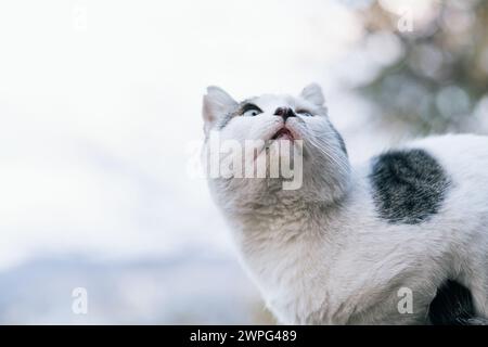 Un gatto bianco con segni distintivi guarda verso l'alto con uno sguardo intenso, su uno sfondo naturale e morbido. L'immagine cattura la curiosità del mondo felino. Foto Stock