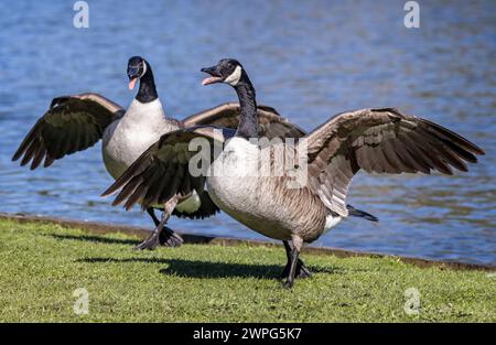 Primo piano di due oche canadesi che combattono con le ali completamente sparse sull'erba del lago. . Foto Stock