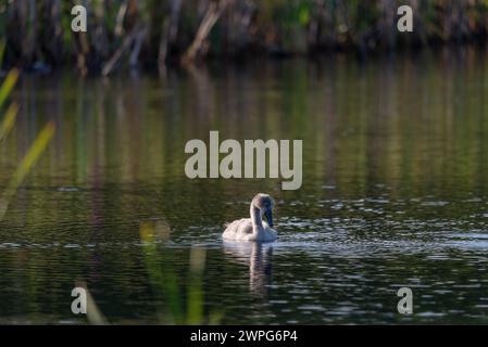 Un singolo cygnet che suona e si nutre intorno al lago selvaggio nelle giornate di sole - foto ravvicinate da lunga distanza Foto Stock